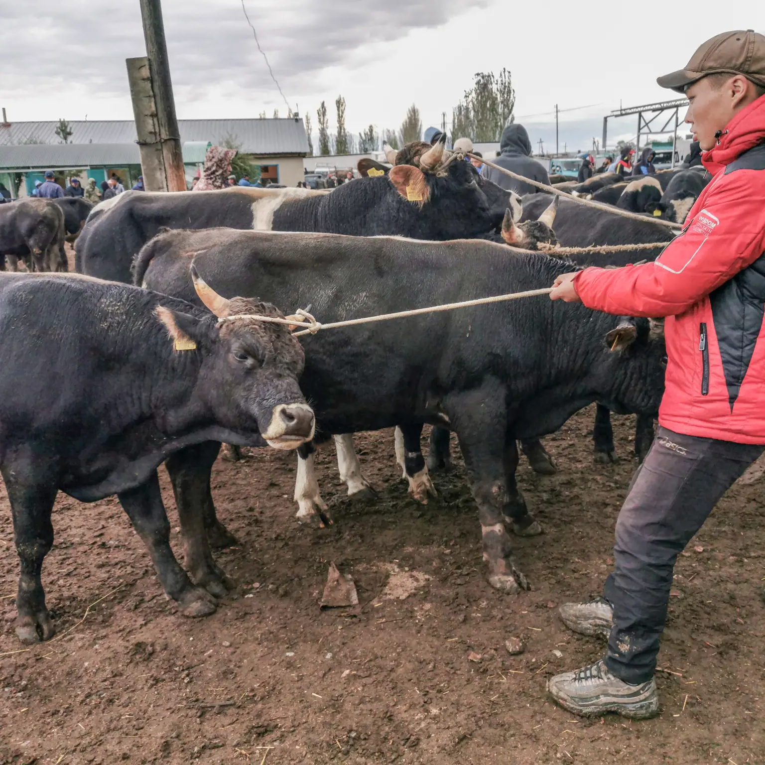 Karakols Tiermarkt besuchen
